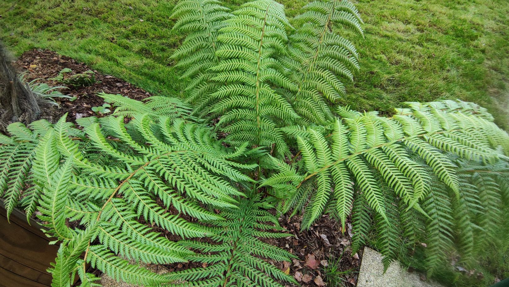 Dicksonia Antarctica plante extérieure